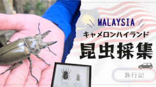 マレーシアで昆虫採集＆自宅で飼育～標本作り
