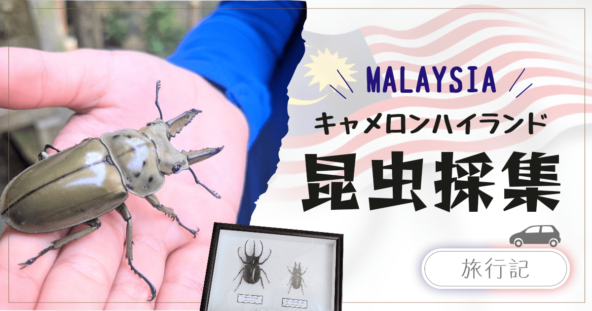 マレーシアで昆虫採集&自宅で飼育~標本作り